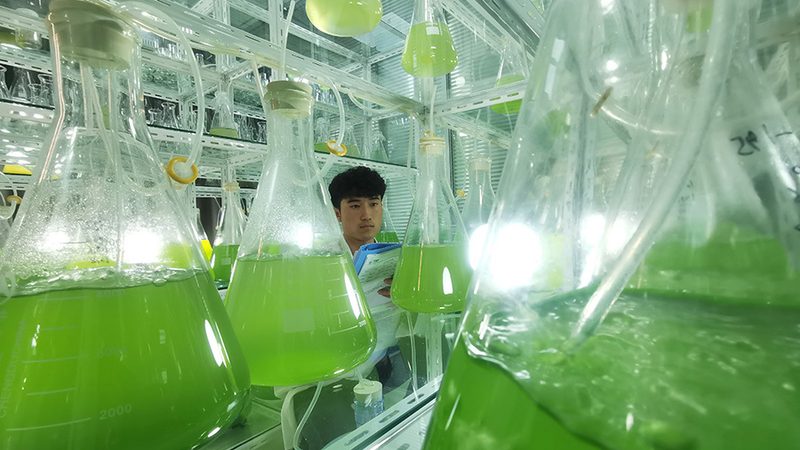 小分子创新药CDMO：揭秘其核心价值与选择要点**
